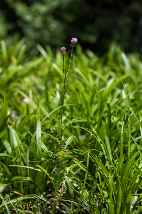 植物记｜泥胡菜