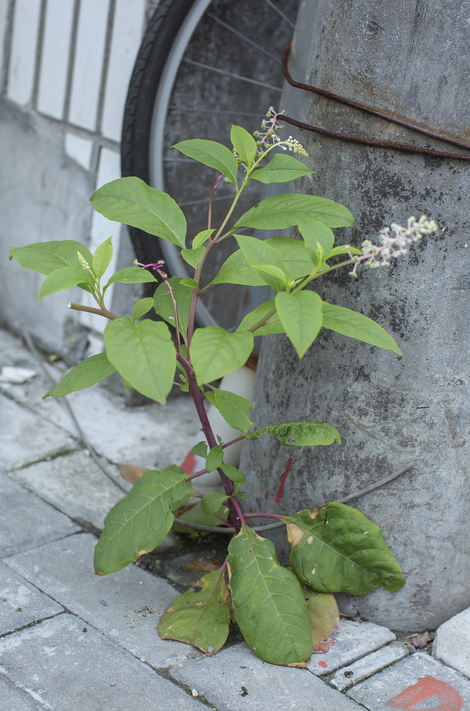 植物记｜垂序商陆