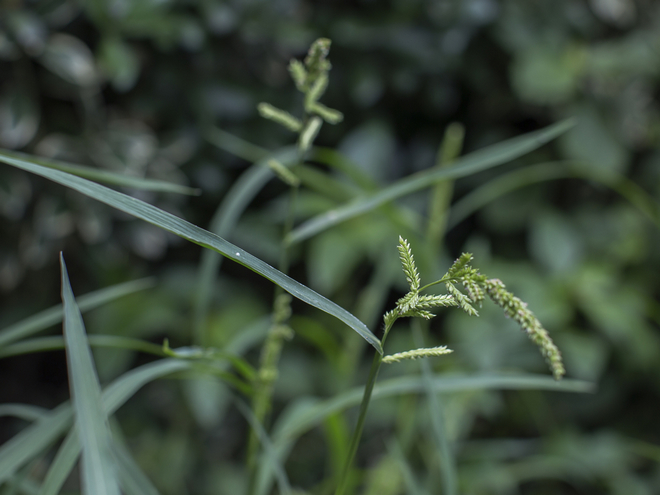 植物记｜稗