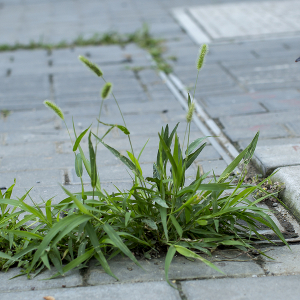 植物记｜狗尾草