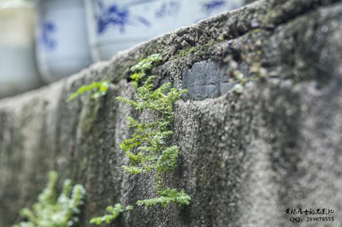 植物记｜小叶冷水花