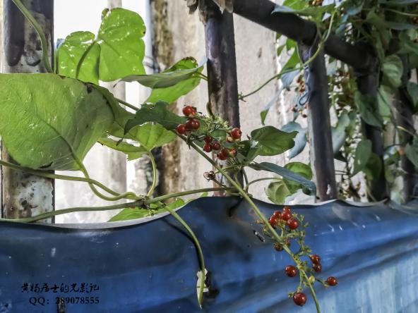 植物记｜臭鸡矢藤