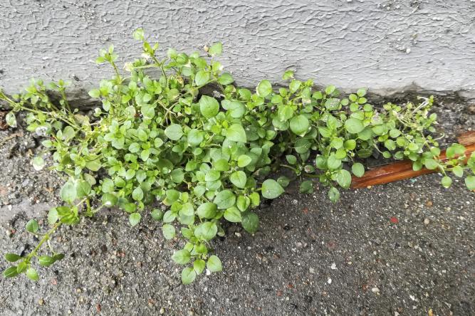 植物记｜繁缕