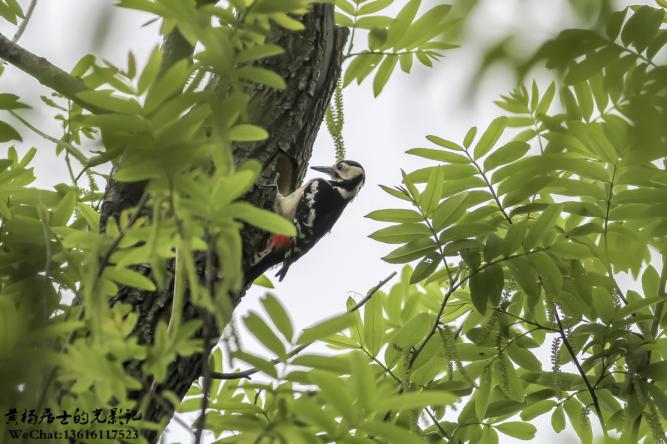 大斑啄木鸟（雌性）.JPG