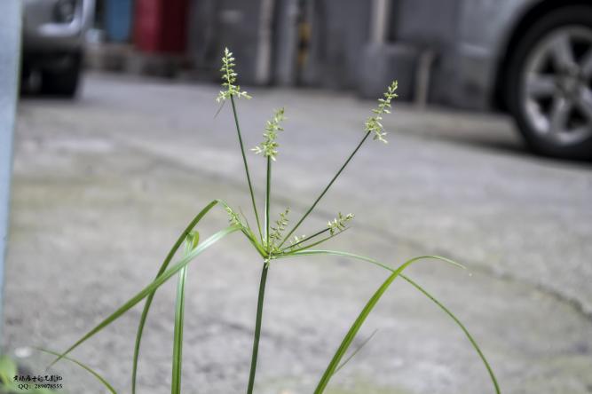 植物记｜莎草