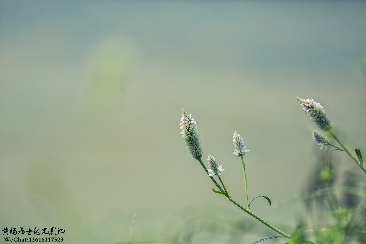 植物记｜青葙