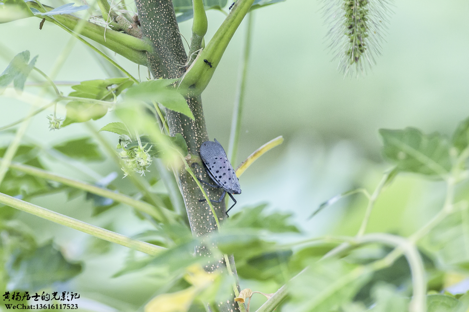 昆虫记｜斑衣蜡蝉