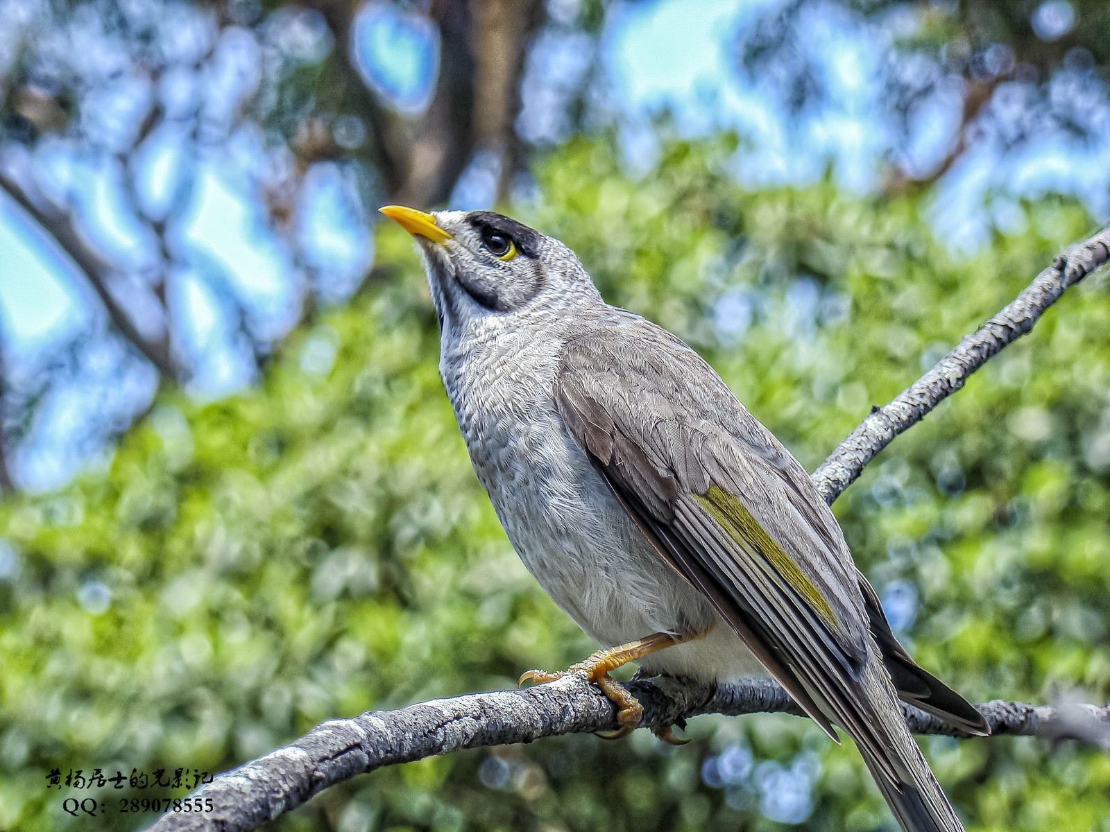 澳洲悉尼随处可见的鸟图片