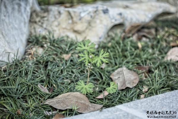 植物记｜野老鹳草