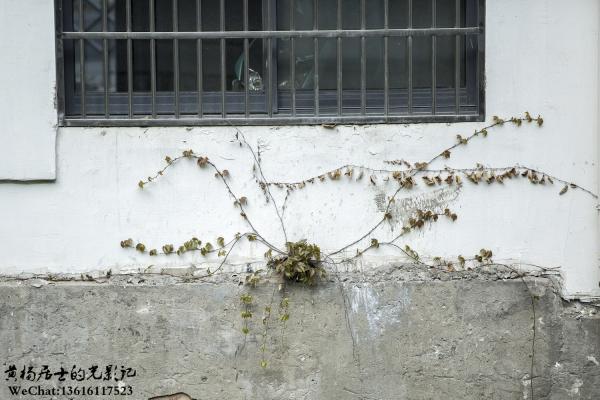 植物记｜地锦（葡萄科地锦属）