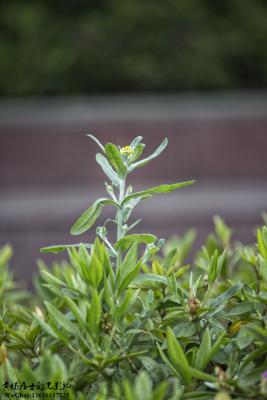 植物记｜拟鼠麹草（鼠曲草）