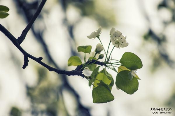 镜头中的节气之春分