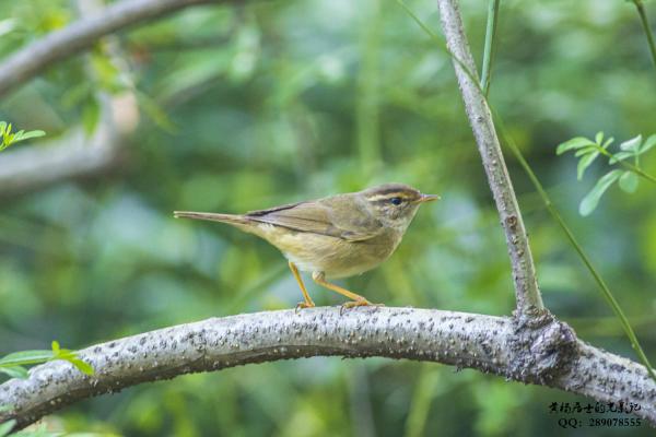 _F3A1896 - 副本.jpg